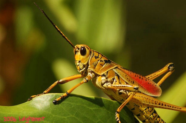 eastern lubber grasshopper