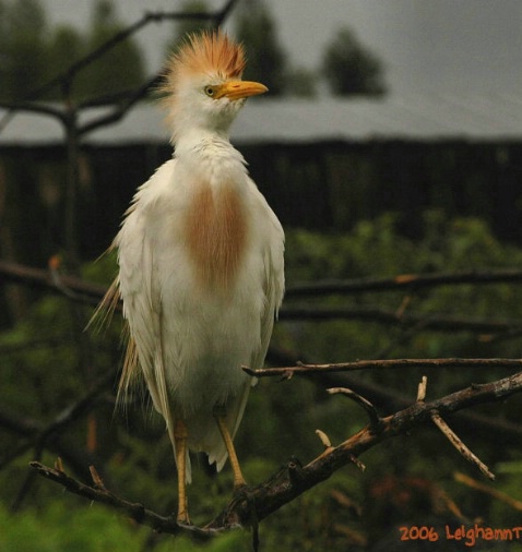 cattle egret in breeding plumage
