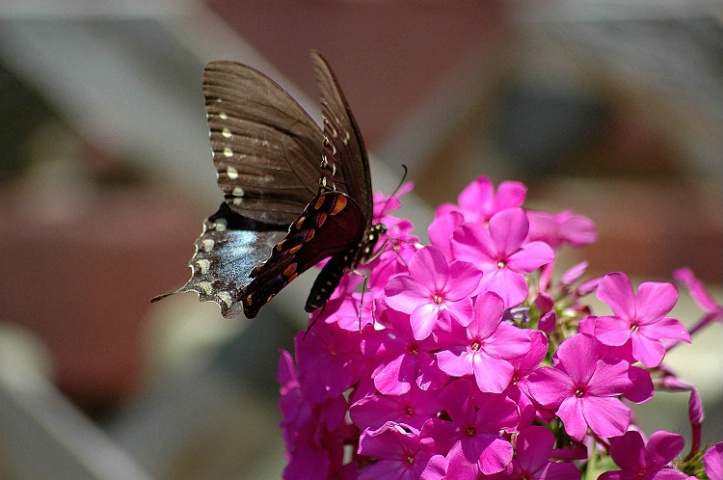 "Butterfly"