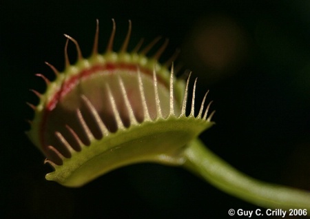 Fly Trap