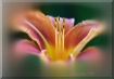 Misty DAYLILY