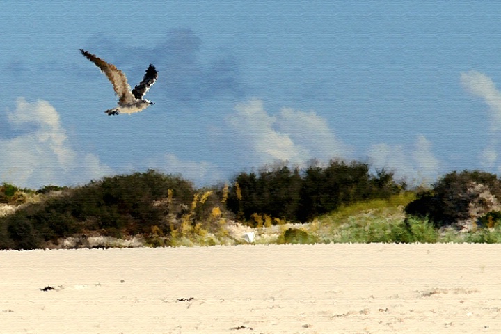 Morning Flight