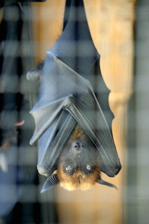 The Bat Cage