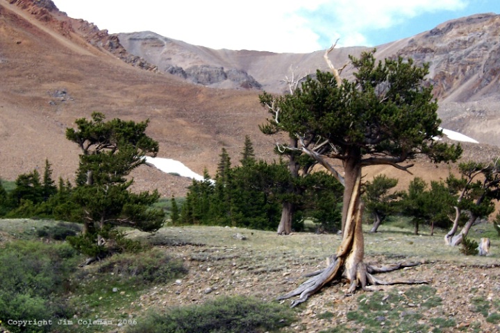 Bristlecone Pine Youngsters