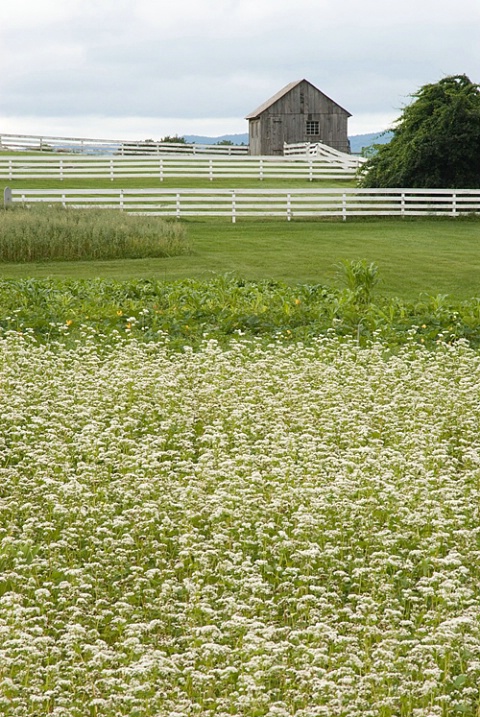 Barn and Grain Field