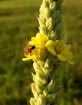 Busy As A Bee