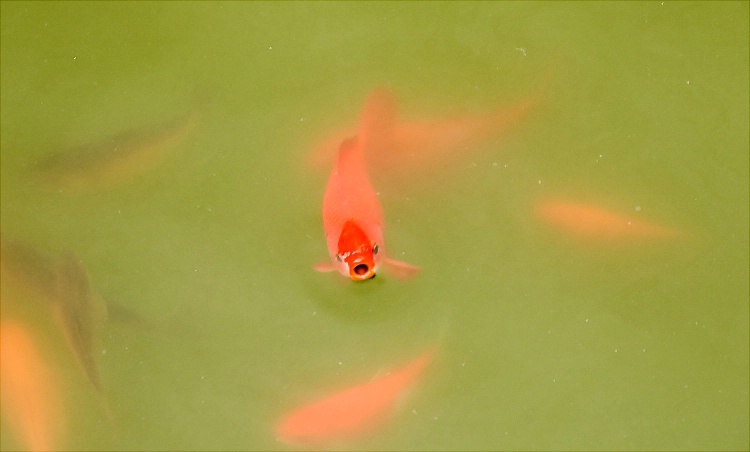 Murky Koi Pond