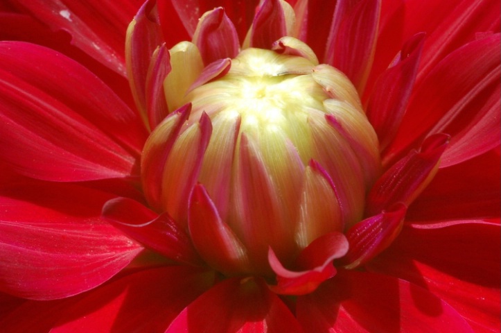 Beauty in Red