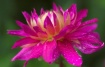 Dahlia Morning