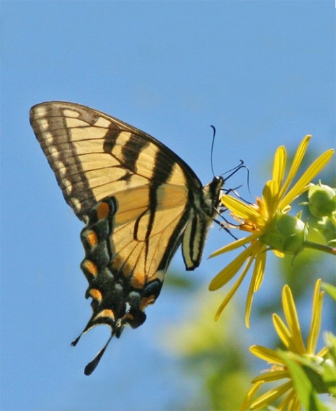 Tiger Swallowtail Butterfly