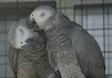 Lovebirds