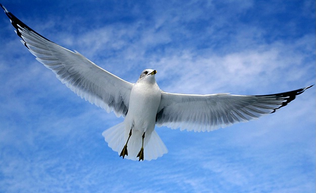 Seagull