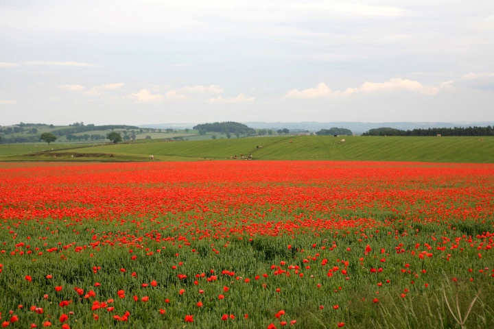 Scottish Fields