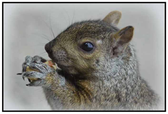 Hungry Squirrel