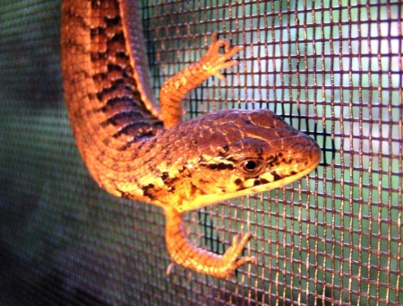 Lizard on mesh screen