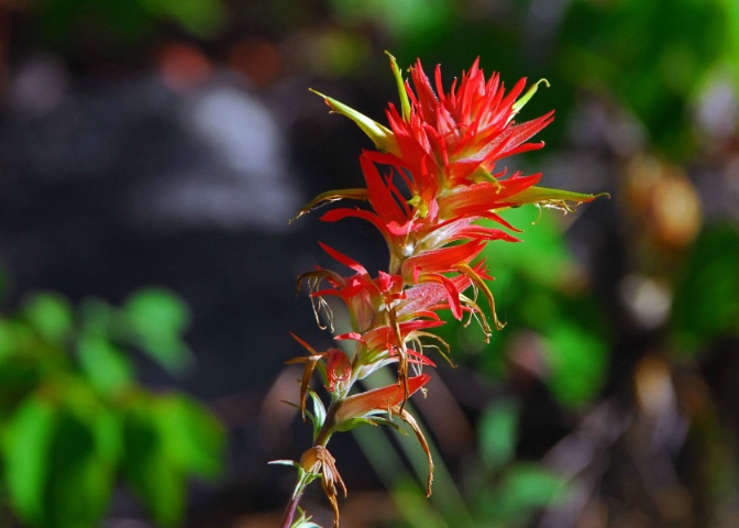 Indian Paint Brush