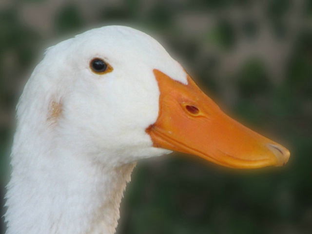 Quack Quack? + Filter Gaussing Blur