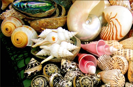Shells By The Seashore