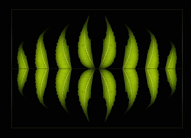 Scary leaves