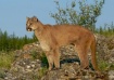 Cougar