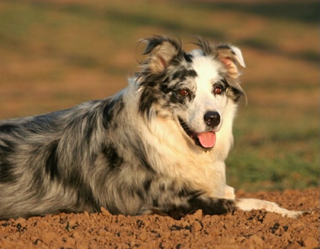 cowdog on a break