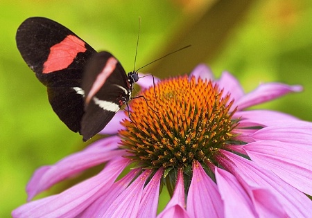 Butterfly Macro 6