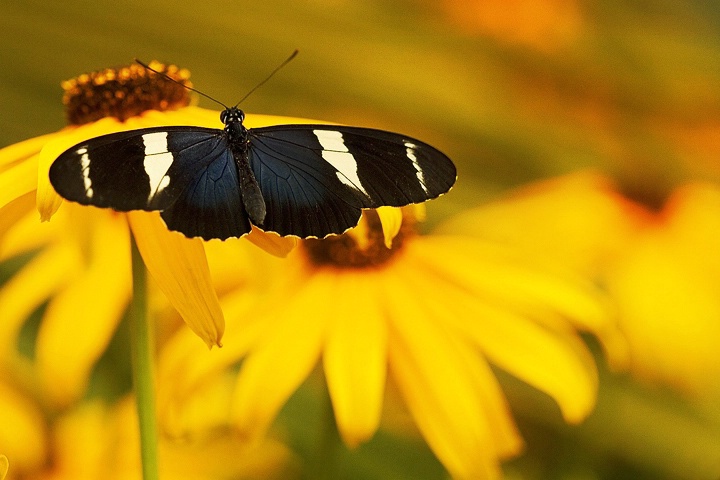 Butterfly Macro 4