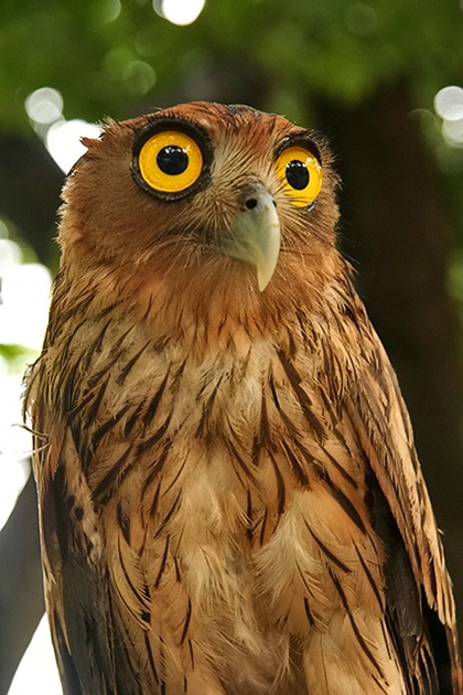 Philippine Owl