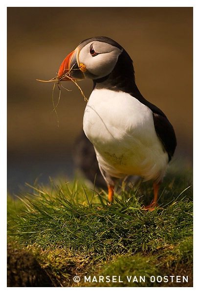 Puffin with nest building material