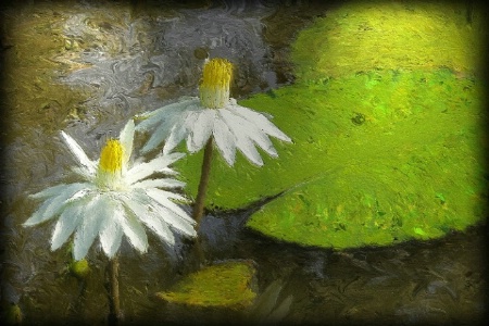 Water Lillies (repainted, blurred edge added and t
