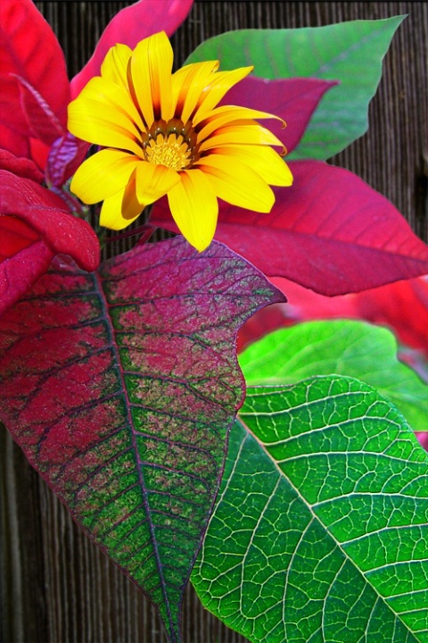 Still Life in Summer