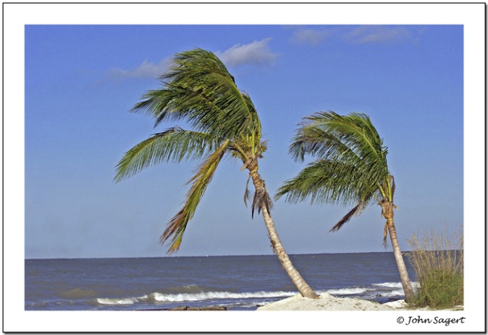 Florida Palms