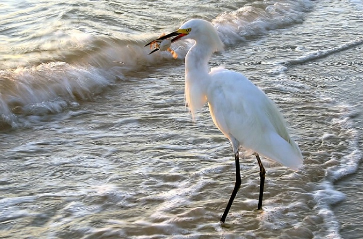 Sunrise Buffet