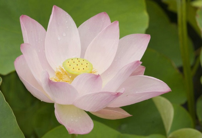 open Lotus Flower
