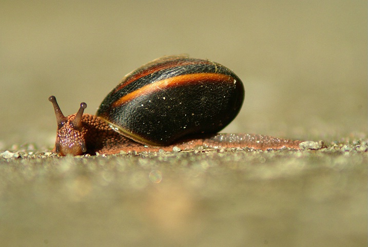 Slow Snail Crossing
