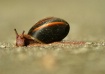Slow Snail Crossi...