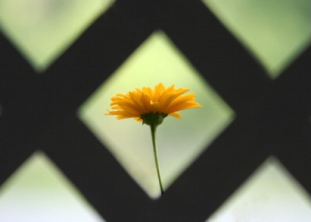Framed daisy