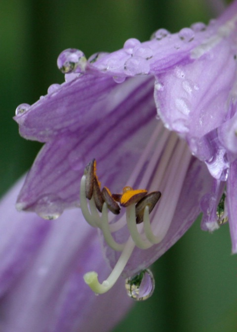 Misty Hosta...