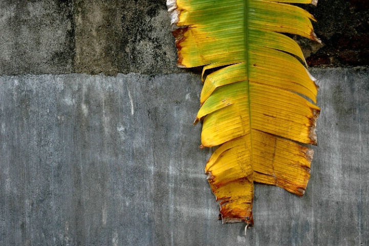 Sri Lankan Palm