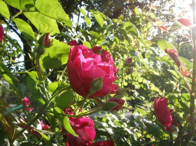 Rose in cool angle of sunlight