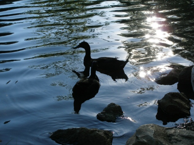 Ducks on sparkling water