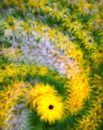 Flurry of Flowers