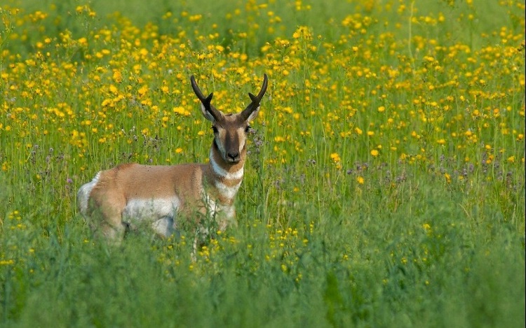 Pronghorn