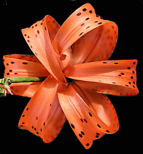 Tiger Lilly