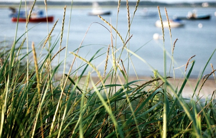 Harbor Grass