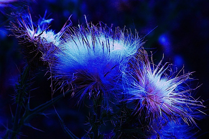 thistles