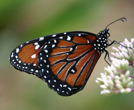 Monarch Butterfly OKC Zoo