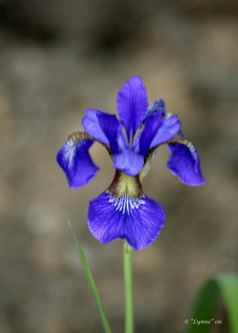  Japanese Iris