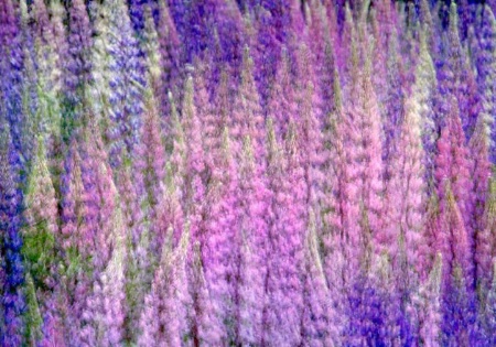 Lupins