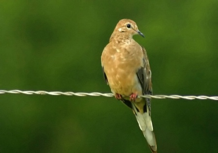 Dove on a Wire